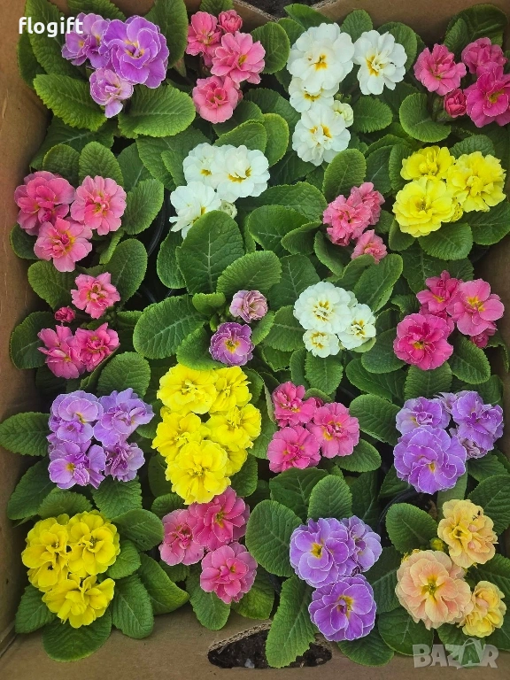 Иглика,Карамфил,Теменужка,Парички,Циклама,Зюмбюл за 8 Март, снимка 1