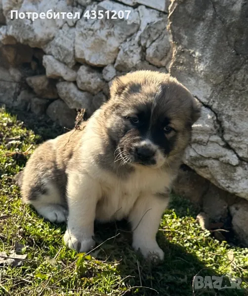  САО Алабай, снимка 1