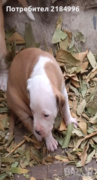 Чистокръвен питбул териер, снимка 1