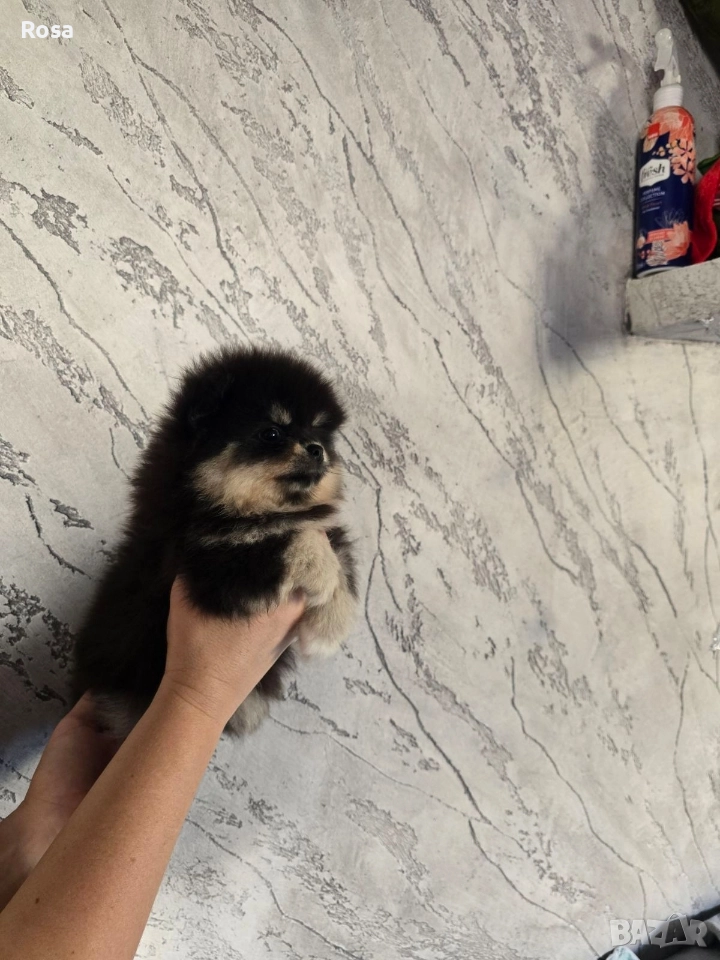 Продавам померан, снимка 1