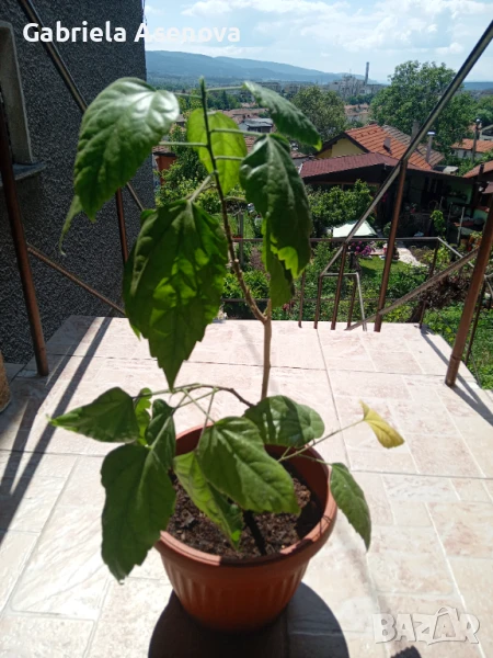 Китайска роза, снимка 1