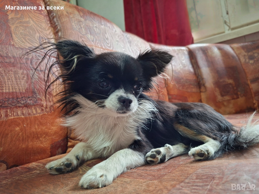 Мъжки чихуахуа търси женска, снимка 1