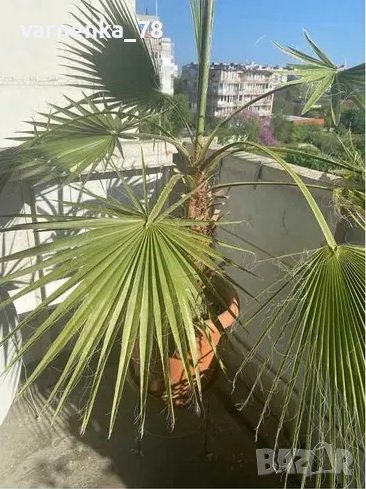 Продавам палма Вашингтон - 7 годишна - 160 см, снимка 1