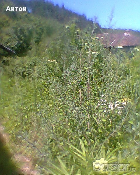 House for Sale in Stakevtsi, Vidin