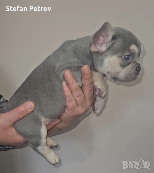 Френски булдог , снимка 1