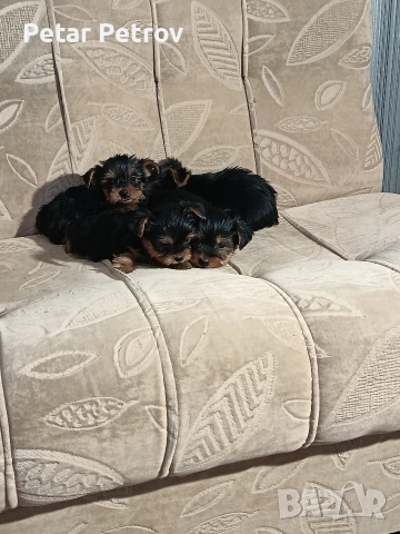 Йоркширски териер мини , снимка 2 - Йоркширски териер - 52933714