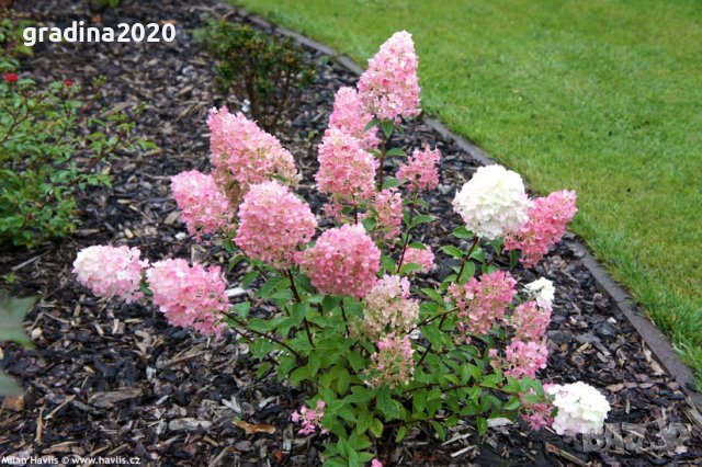 3 вида Хортензия paniculata - червена бяла и розова, снимка 6 - Разсади - 36989698