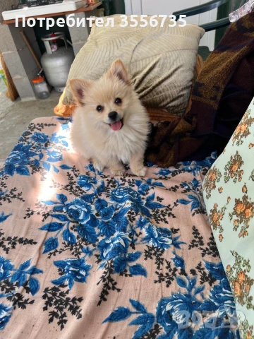 Померан среден шпиц, снимка 1