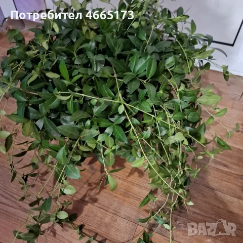 Градинска Винка Минор , снимка 8 - Градински цветя и растения - 54059975