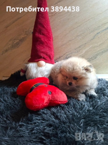 Померан женски, снимка 8 - Померан - 52693672