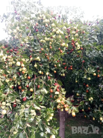 Продавам хинап (китайска фурма)