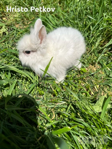 Просавам Декоративни Зайчета , снимка 12 - Други - 54243966