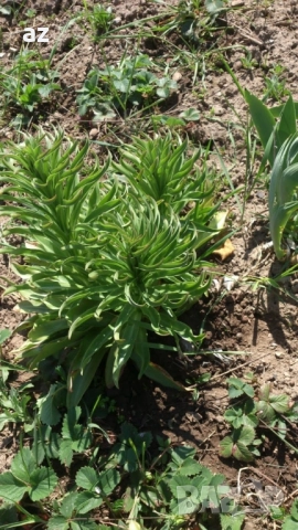 лилиум, снимка 4 - Сортови семена и луковици - 51558756