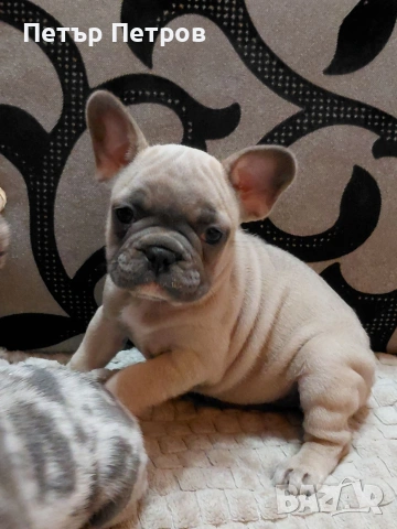 френски булдог -булдочета , снимка 5 - Френски булдог - 51929954