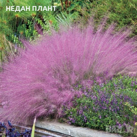 МЮЛЕНБЕРГИЯ, снимка 2 - Градински цветя и растения - 51062576