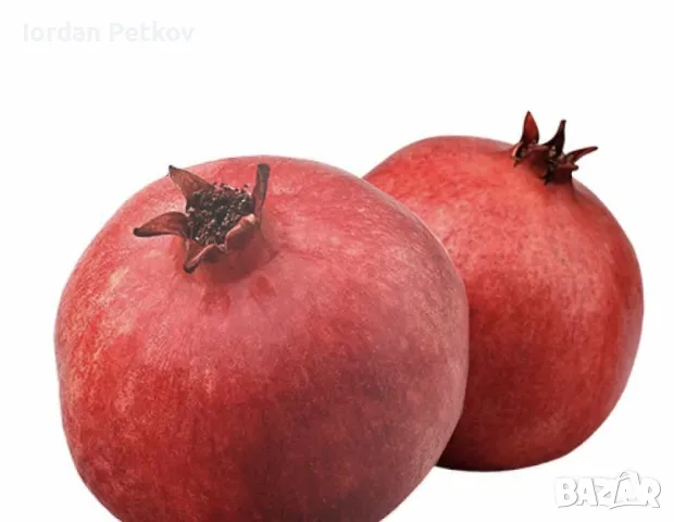 Нар,Райска ябълка,Смокиня, снимка 2 - Градински цветя и растения - 48089897