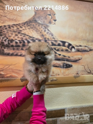 Померан женски , снимка 4 - Померан - 52939284