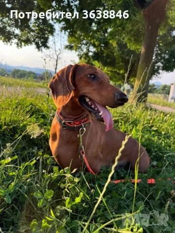 Дакел рубин, снимка 5 - Дакели - 49659227