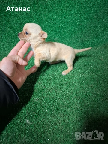 Чихупинчер, снимка 3 - Чихуахуа - 54092186