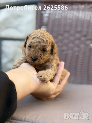 Той пудел toy poodle, снимка 4 - Пудели - 56356970