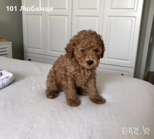 Пудели Той и Мини с родословие, снимка 4 - Пудели - 47449124