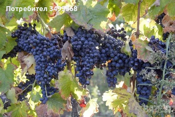 ПРОДАВАМ КАЧЕСТВЕНО ГРОЗДЕ, снимка 2 - Други - 56014672