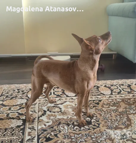 Търсим мъжки Цвергпинчер за рязплод, снимка 4 - Пинчер - 55777983