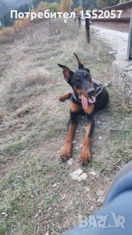 Доберман - мъжки