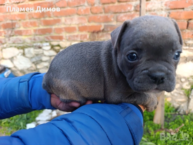 френски булдог синьо , снимка 2 - Френски булдог - 53878507