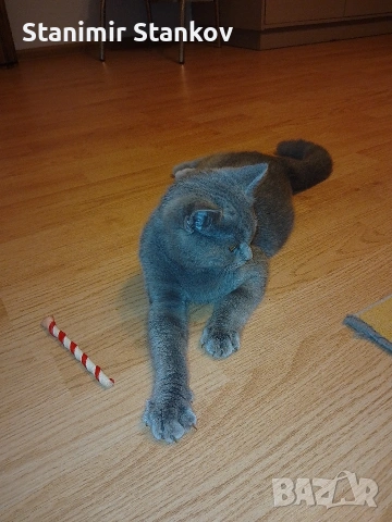 Мъжко Британче, снимка 6 - Британска късокосместа - 53344615