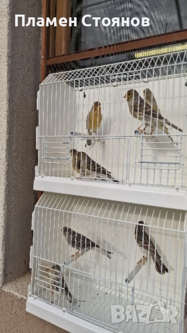 Ахат жълта мозайка,16 мъжки 14 женски., снимка 8 - Канари - 52721354