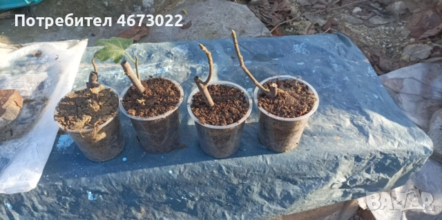 Продавам четири броя вкоренени резници от едра бяла смокиняя