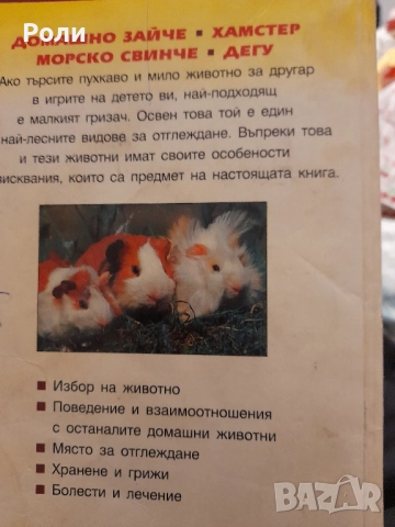 Домашно зайче; Морско свинче; Хамстер; Дегу Щефан Ханке , снимка 2 - Други стоки за животни - 51712149