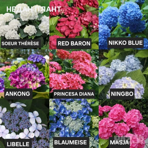Хортензия за сянка /Hydrangea macrophylla
