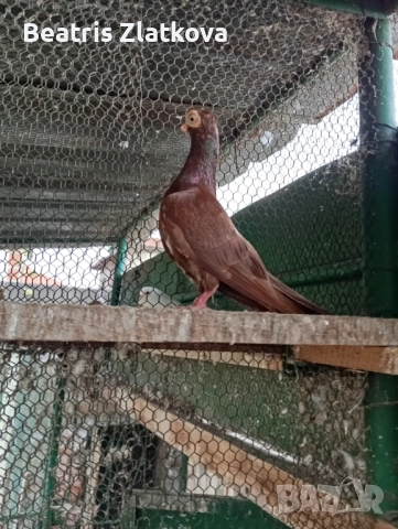 продавам гълъби, снимка 9 - Гълъби - 52593056