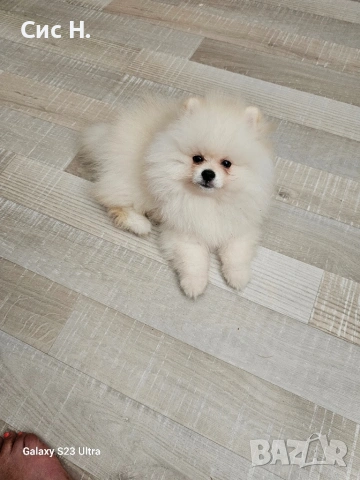 Померан момченце, снимка 2 - Померан - 53352957