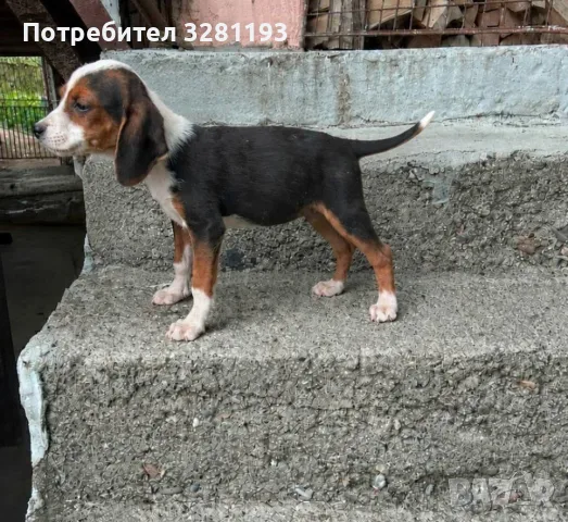 Трицветни гончета, снимка 4 - Гонче - 56451696