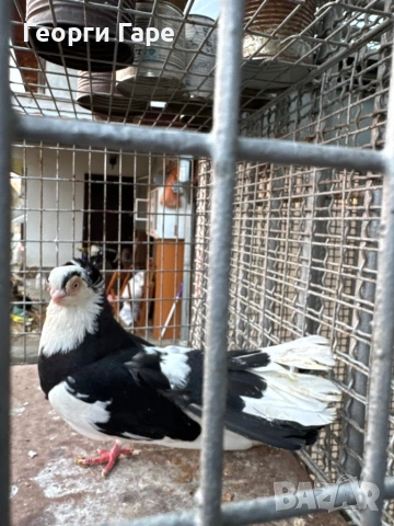 Благоевградски качулат