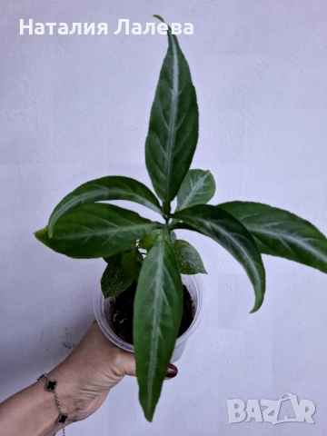 Порфирокома, porphyrocoma, снимка 3 - Стайни растения - 52971664