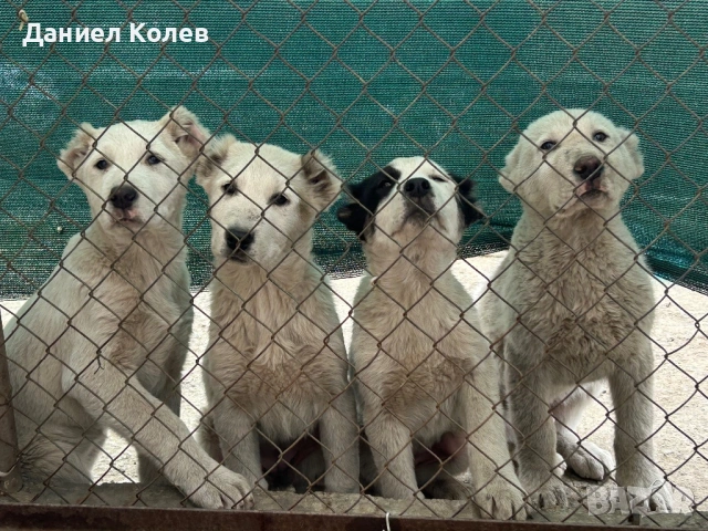 Продавам женски алабаи