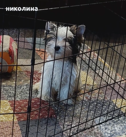 Продавам Йоркширски териер , снимка 2 - Йоркширски териер - 52706932