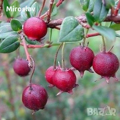 Чилийска гуава-(Ягодова мирта), снимка 7 - Градински цветя и растения - 53918152