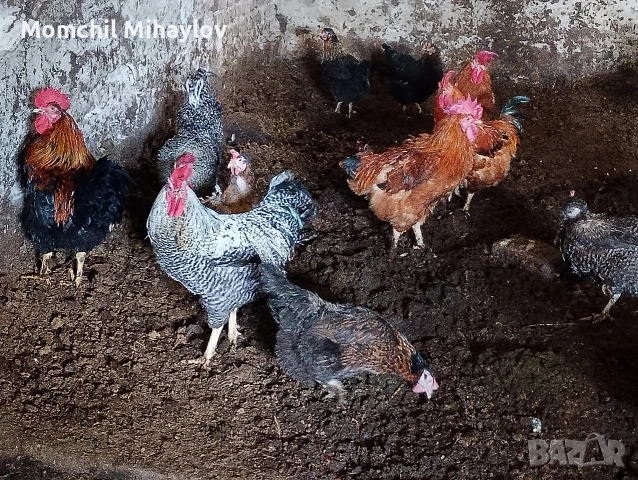 продавам големи петли, снимка 3 - други­ - 54313226