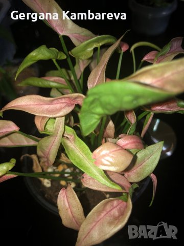 Syngonium 1510, снимка 1