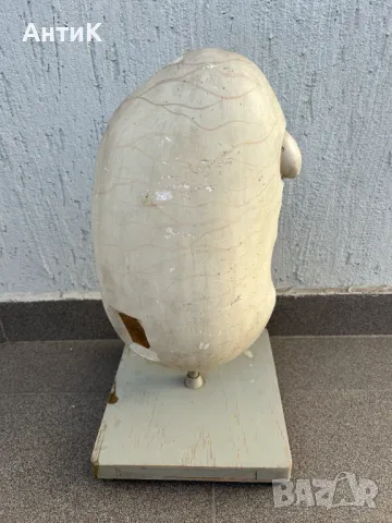 Соц Учебен Макет Модел Биология Учтехпром, снимка 3 - Антикварни и старинни предмети - 47947337