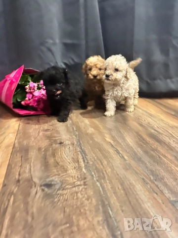 Пудел той , снимка 6 - Пудели - 51150079