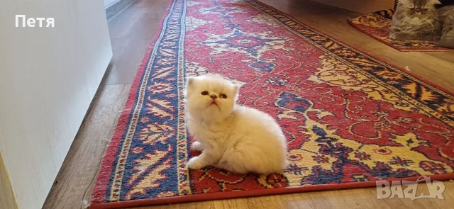 Бежови персийски котенца 
