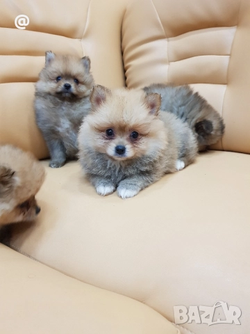 Померан померанчета Гр. София снимки от днес 05.12.2025г, снимка 7 - Померан - 52665938