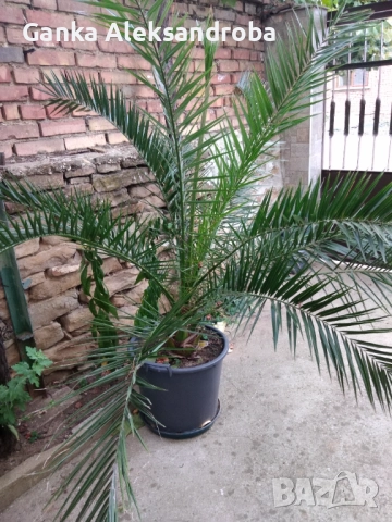 цветя подходящи както за дома така и за заведения и офиси, снимка 1