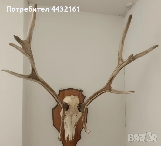трофей череп с рога, снимка 4 - Други - 51100089